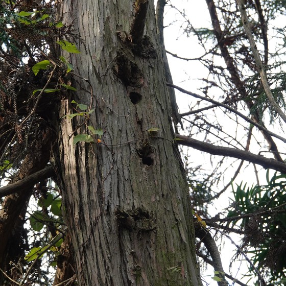 コゲラの巣らしき樹洞が二つ